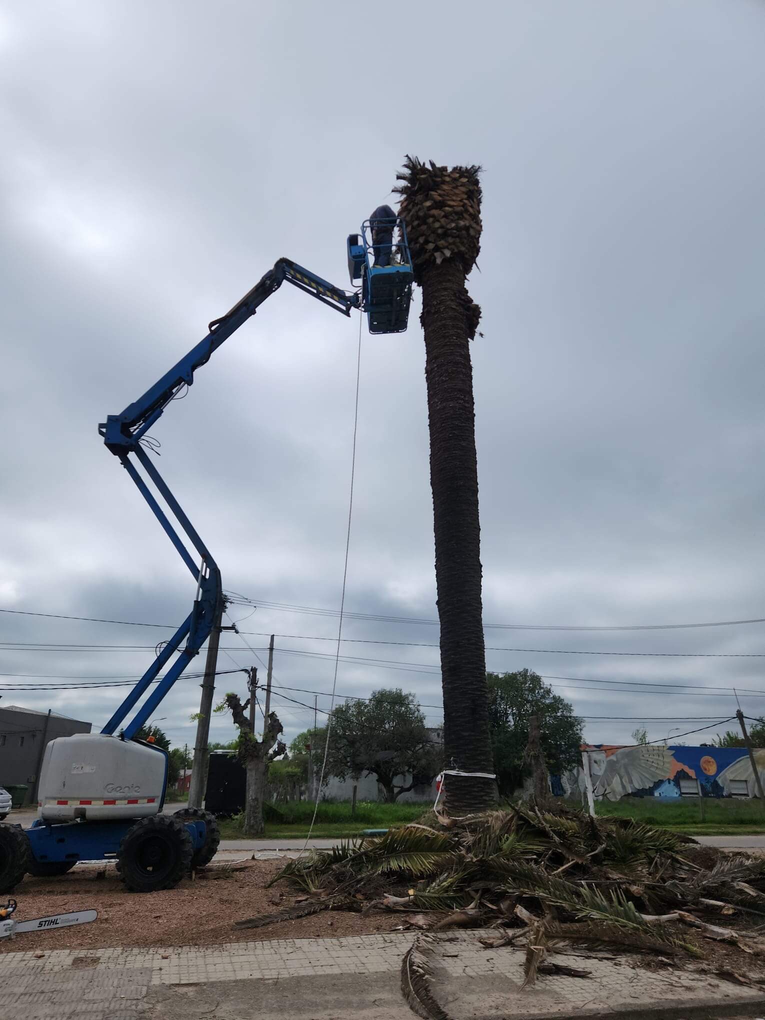 Tratamiento de palmeras en altura