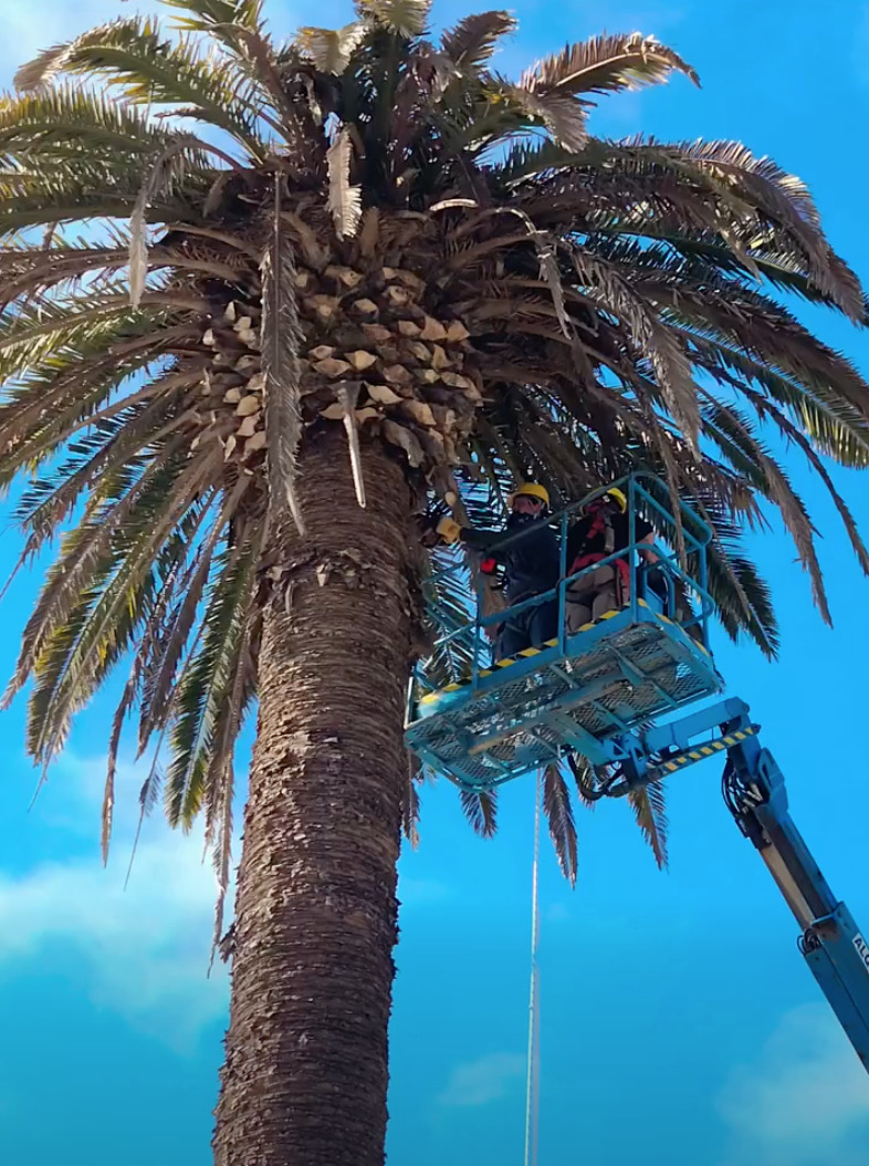 Trabajo en altura en palmera